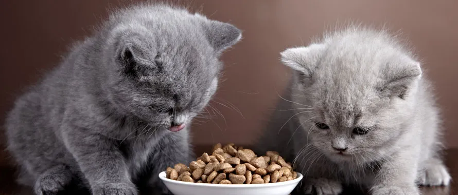 alimentation-chaton