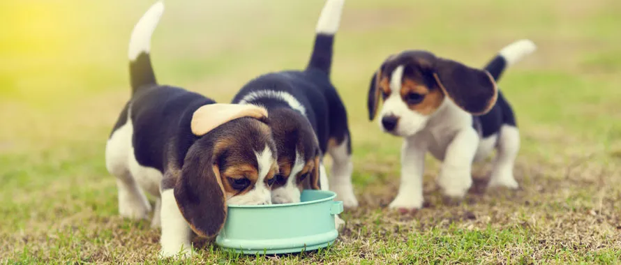 croquettes-chiot