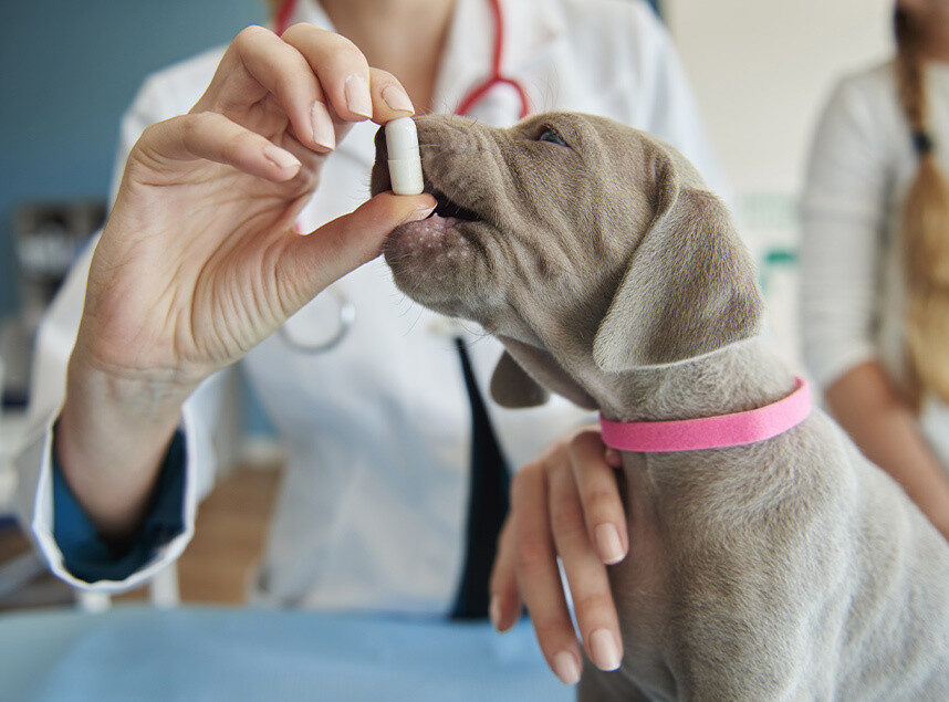 complement alimentaire pour chien