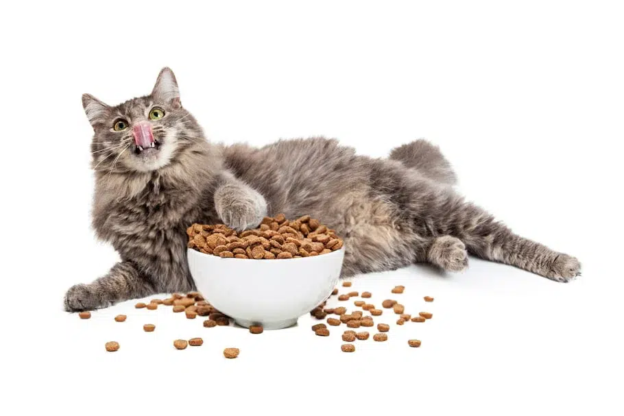 croquette chat
