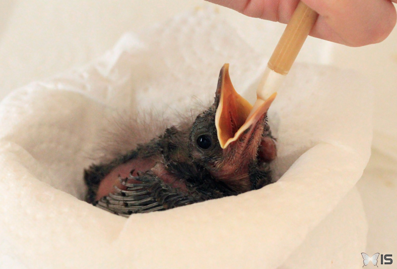 oiseau bébé