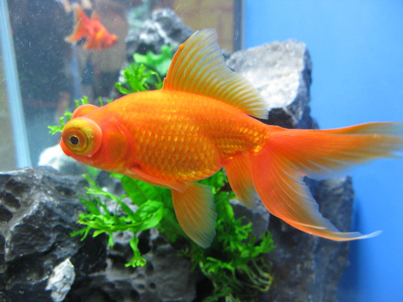 poisson-rouge
