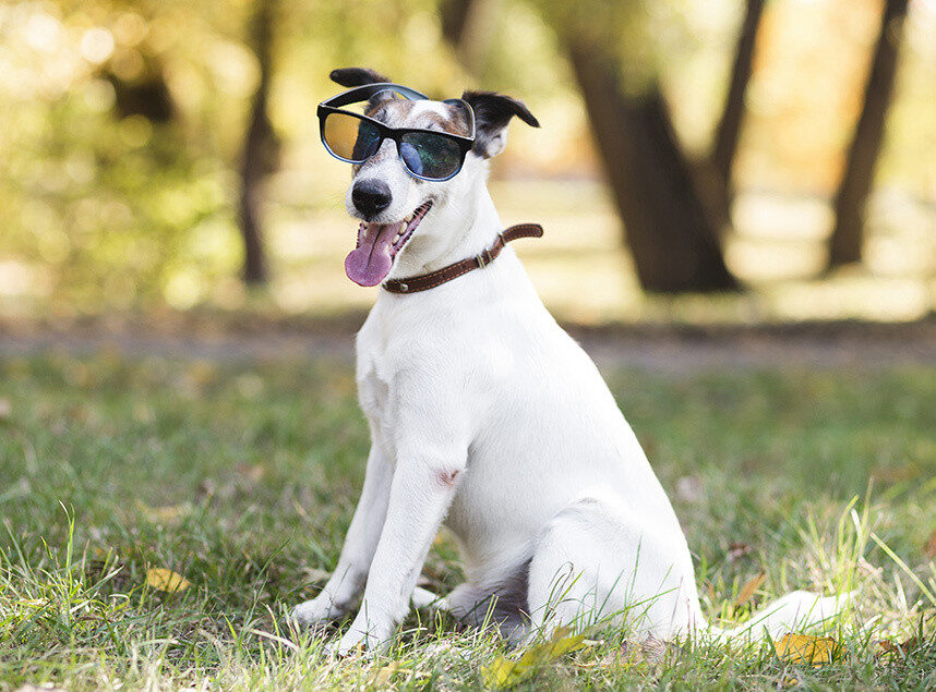 que faire avec son chien pendant l'ete